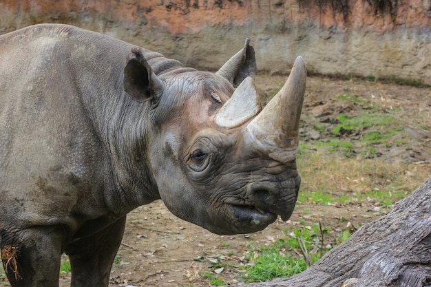 Un rhinocéros sauvage sur un parc en plein air vert herbe.