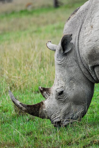 Photo le rhinocéros