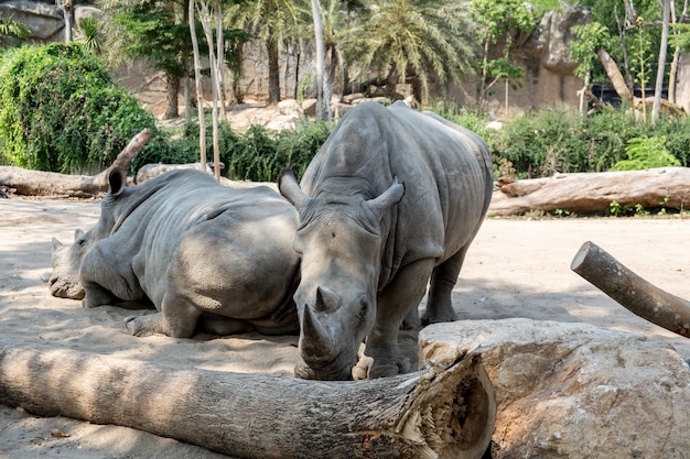 Rhinos dans l'un des parcs de la Thaïlande