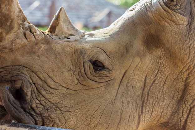 Rhinos debout dans l&#39;habitat du zoo