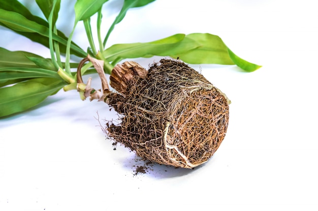 Rhizome d&#39;une fleur en forme de pot de fleur