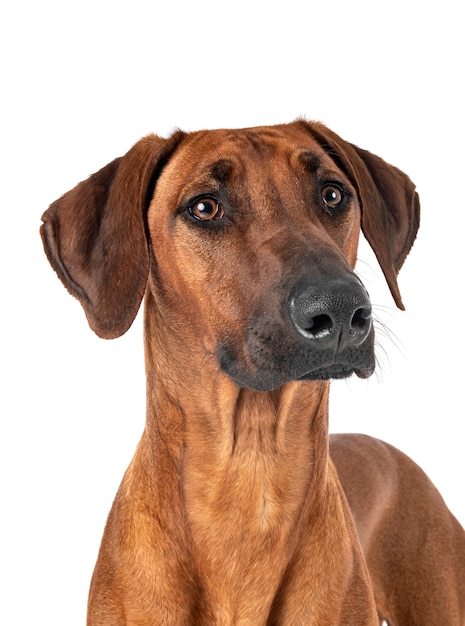 Rhodesian Ridgeback sur blanc isolé