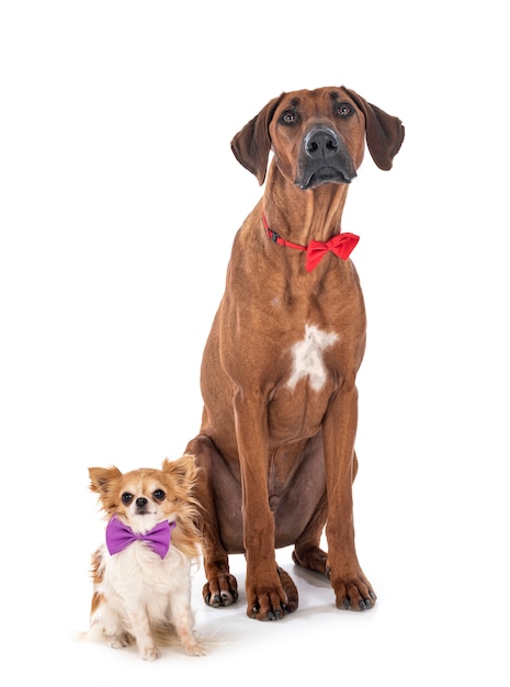 Rhodesian Ridgeback et chihuahua