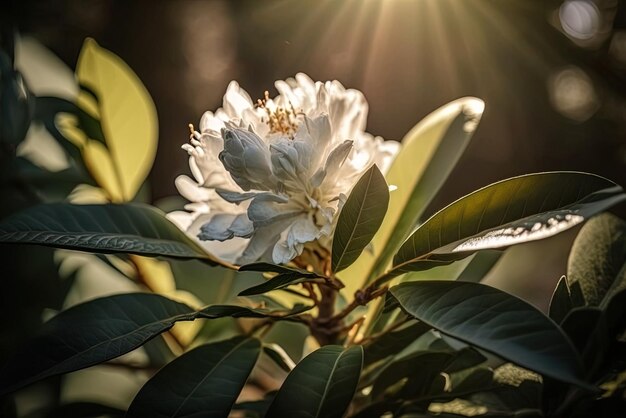 un rhododendron blanc fleurissant au soleil capturé de près