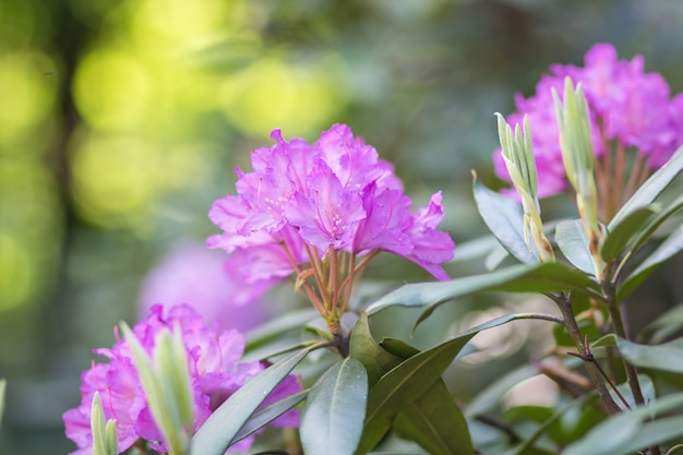 Rhododendron en fleurs dans le jardin botanique