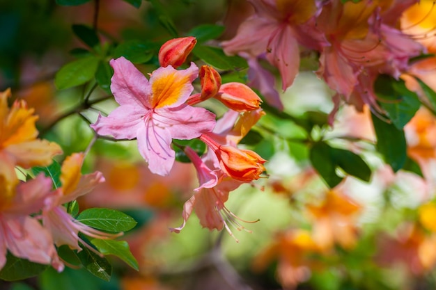 Rhododendron fleurs en fleurs dans le jardin de printemps beau rhododendron rose orange gros plan