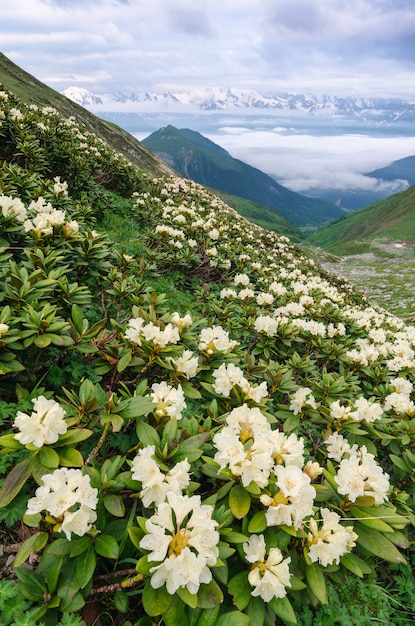 Rhododendron en fleurs sur les pentes de la montagne à Svaneti