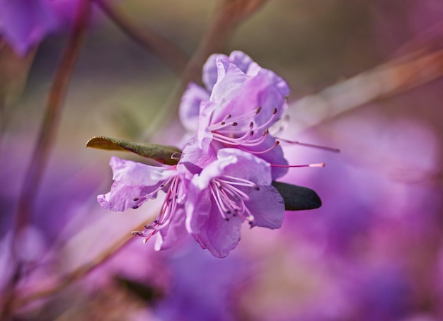 Rhododendron rose en fleurs dans le jardin