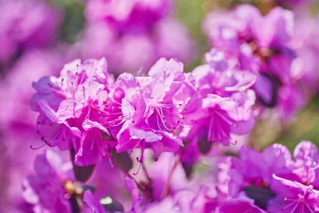 Rhododendron rose en fleurs dans le jardin