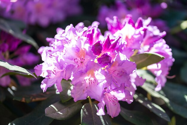 Rhododendron rose fleurs en fleurs dans le jardin de printemps close up