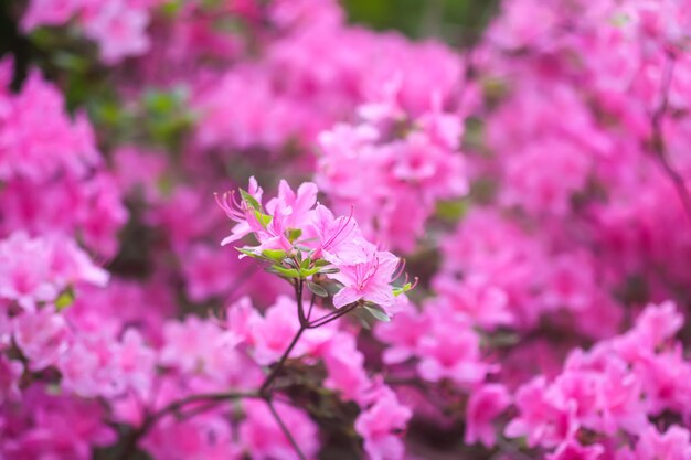 Rhododendron rose en fleurs gros plan de brousse