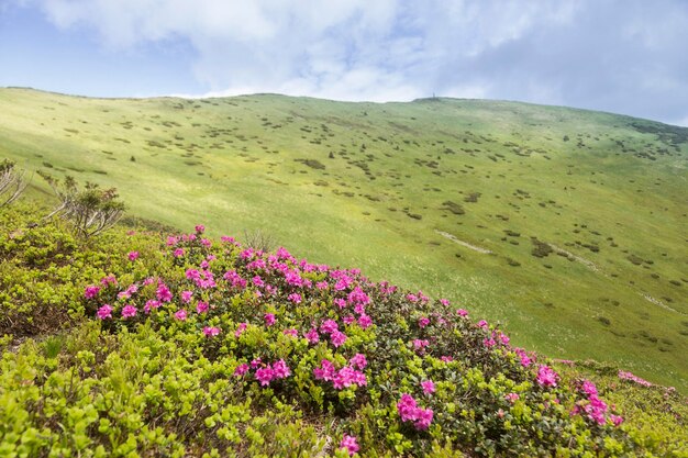 Rhododendron rose en fleurs sur les pentes des montagnes, beaux paysages panoramiques et vues fantastiques