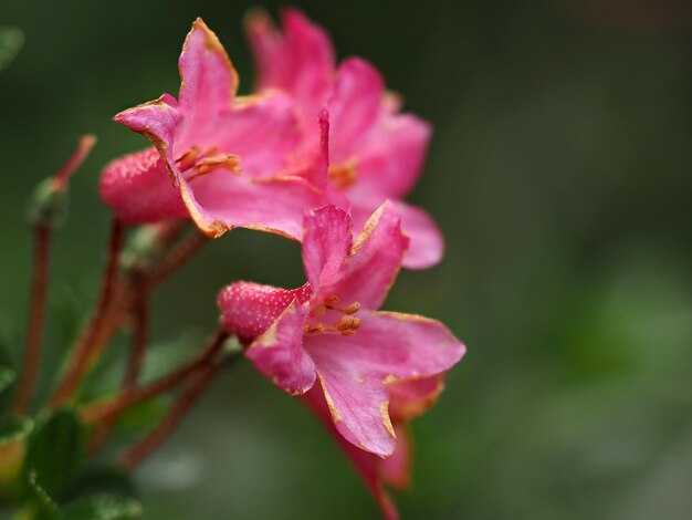 Photo rhododendron sauvage, fleur de montagne