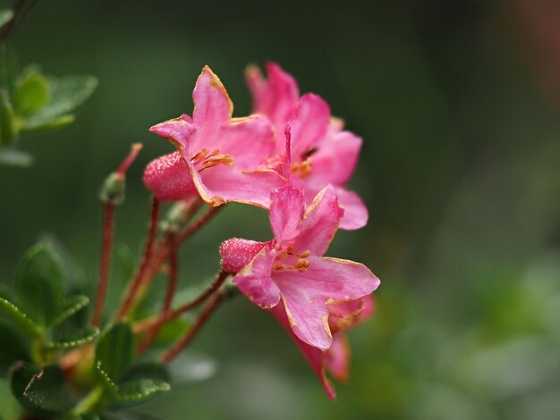 Photo rhododendron sauvage, fleur de montagne