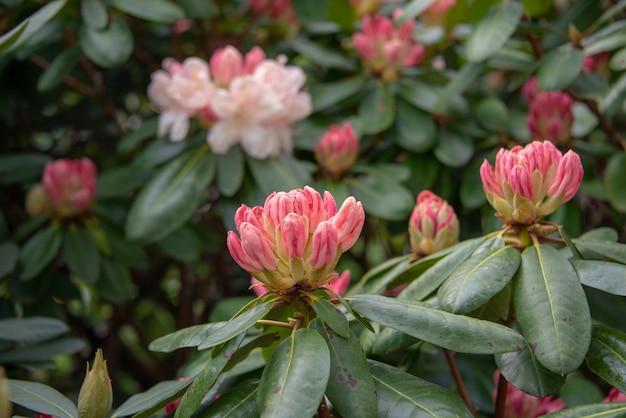 Rhododendron en train de fleurir