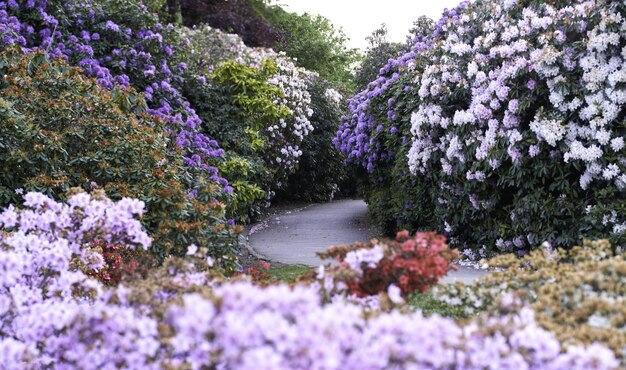 Un rhododendron violet en fleurs dans un parc