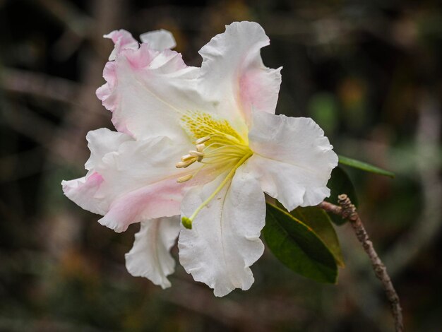 Rhododendron de Westland