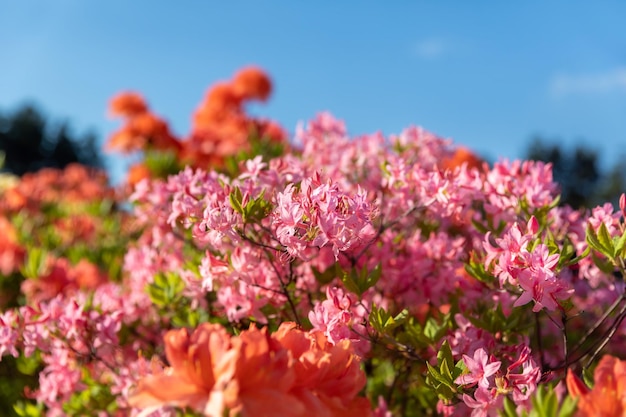 Rhododendrons roses. Fond floral avec des rhododendrons. Buisson de fleurs délicates d'azalée ou de rhododendron dans une journée de printemps ensoleillée.