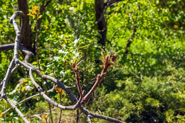 Rhus typhina au début du printemps Rhus Typhina stag sumac est une espèce de plante à fleurs