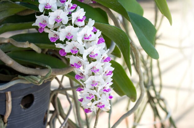 Rhynchostylis gigantea fleur d&#39;orchidée