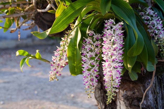 Rhynchostylis gigantea