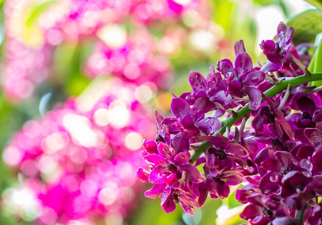 Rhynchostylis gigantea