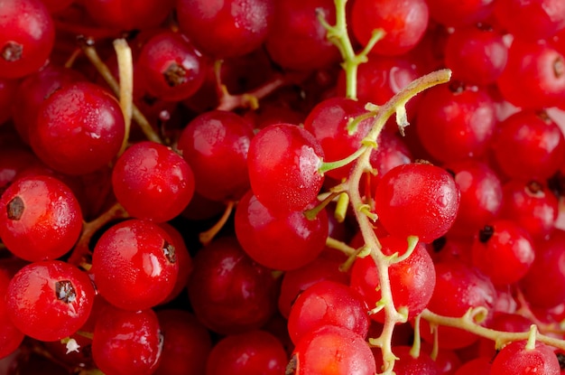 Ribes rubrum Groseilles rouges mûres en groupe Vue de dessus