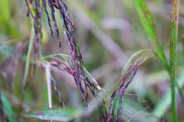 Riceberry dans les rizières