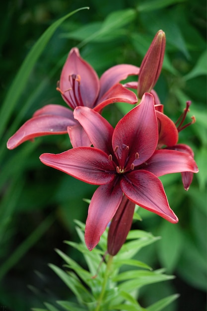 Riche fleur asiatique Lilium rouge foncé sur fond vert