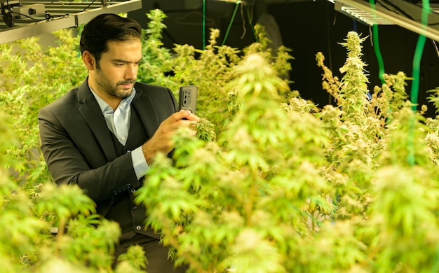 Un riche homme d'affaires dans le secteur du cannabis et sa ferme de cannabis qui sont prêts