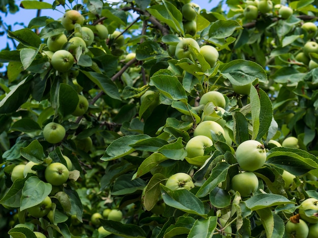 Riche récolte de pommes, pommes sur une branche