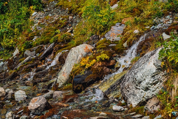 Richesse de la flore des hautes terres.