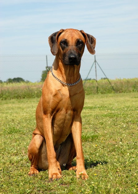 Ridgeback rhodésien