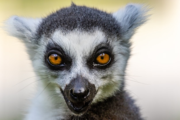 Ringtailed lemur close up portrait