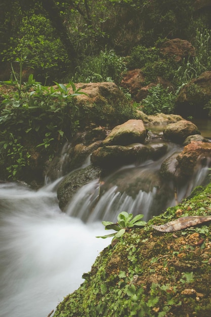 Photo rio fluyendo entre naturaleza