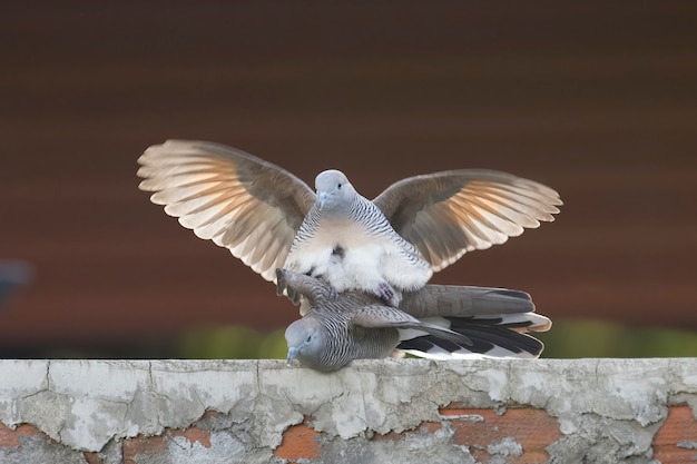 Rituels d'accouplement des pigeons