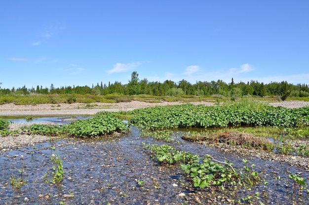 Rivage galet sauvage des rivières du Nord