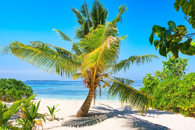 Rivage d'une île tropicale aux Maldives et vue sur l'océan Indien