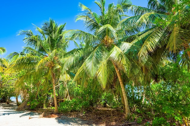 Rivage d'une île tropicale aux Maldives et vue sur l'océan Indien