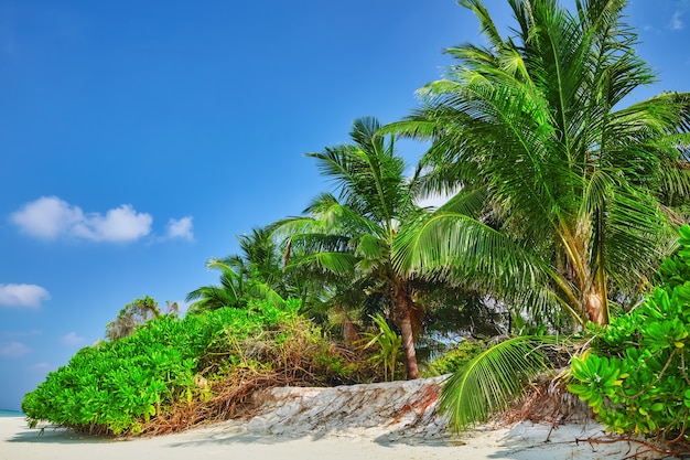 Rivage d'une île tropicale des Maldives et vue sur l'océan Indien.