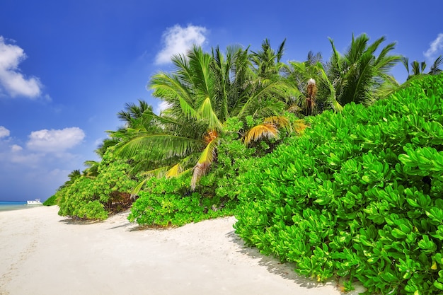 Rivage d'une île tropicale des Maldives et vue sur l'océan Indien.