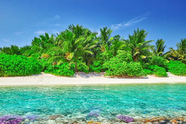 Rivage d'une île tropicale des Maldives et vue sur l'océan Indien.