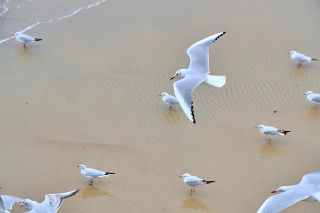 Rivage sablonneux de mouettes et vagues de roulement