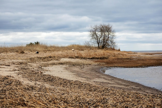 Le rivage sous la forme d'un arc avec de l'eau un arbre à côté de la mer