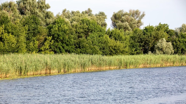 La rive du grand fleuve envahie de roseaux et d'arbres