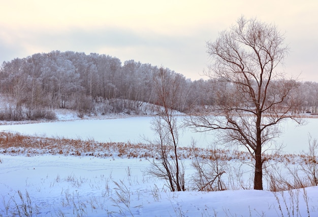 la rive du lac en hiver arbres nus dans un champ de neige glace sur les collines d'eau