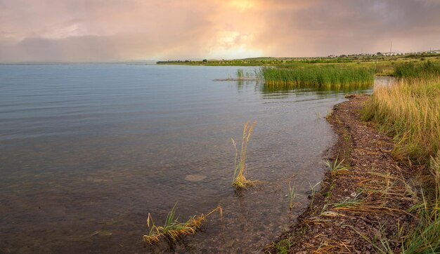 Rive du lac avec des roseaux Texture de l'eau avec espace de copie