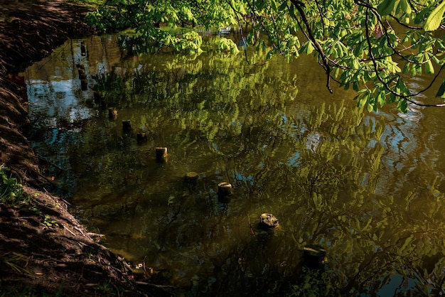 La rive du lac sous un arbre et des pieux en bois dans l'eau