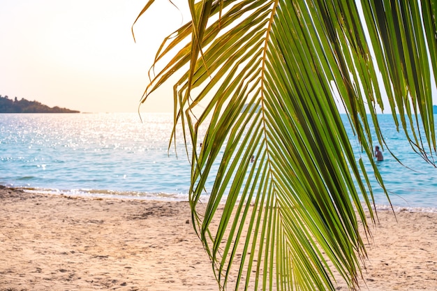 Rive d'une île tropicale avec des feuilles de palmier suspendues