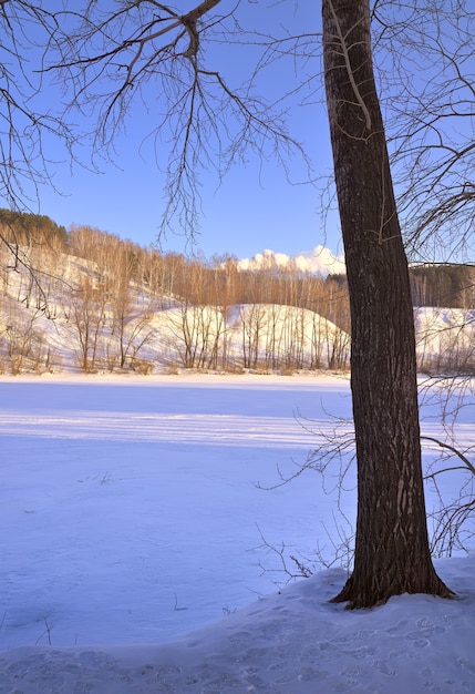 la rive de la rivière inya en hiver le tronc d'un arbre nu sur le rivage de longues ombres sur la glace